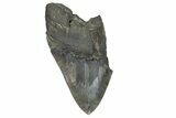 Huge, Partial Megalodon Tooth - Serrated Blade #180969-1